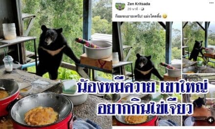 ขอกินหน่อย ชาวโซเชียลแห่ชมคลิปน้องหมีควาย เขาใหญ่ อยากกินไข่เจียว