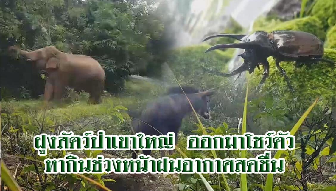 ฝูงสัตว์ป่าเขาใหญ่  ออกมาโชว์ตัว หากินช่วงหน้าฝนอากาศสดชื่น