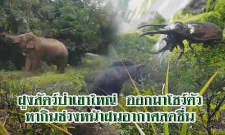 ฝูงสัตว์ป่าเขาใหญ่  ออกมาโชว์ตัว หากินช่วงหน้าฝนอากาศสดชื่น