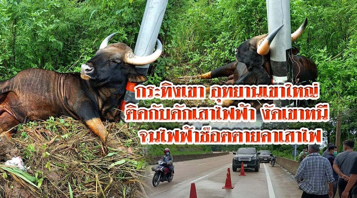 กระทิงเขา อุทยานเขาใหญ่ ติดกับดักเสาไฟฟ้า งัดเขาหนี จนไฟฟ้าช๊อตตายคาเสาไฟ