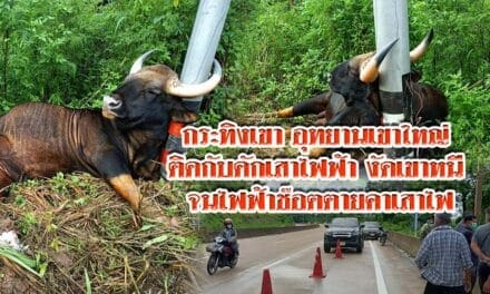 กระทิงเขา อุทยานเขาใหญ่ ติดกับดักเสาไฟฟ้า งัดเขาหนี จนไฟฟ้าช๊อตตายคาเสาไฟ