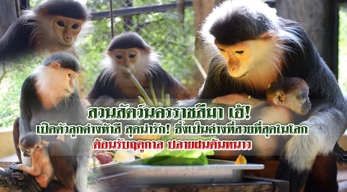 สวนสัตว์นครราชสีมา เฮ้! เปิดตัวลูกค่างห้าสี สุดน่ารัก! ซึ่งเป็นค่างที่สวยที่สุดในโลก ต้อนรับฤดูกาล ปลายฝนต้นหนาว