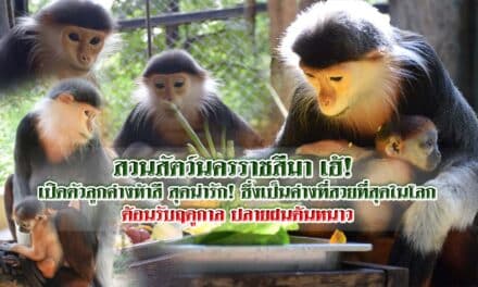 สวนสัตว์นครราชสีมา เฮ้! เปิดตัวลูกค่างห้าสี สุดน่ารัก! ซึ่งเป็นค่างที่สวยที่สุดในโลก ต้อนรับฤดูกาล ปลายฝนต้นหนาว