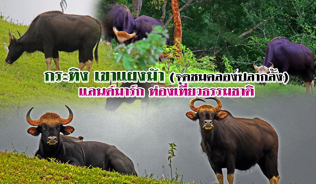 กระทิง เขาแผงม้า (จุดชมคลองปลากลั้ง) แลนด์มาร์ก ท่องเที่ยวธรรมชาติ
