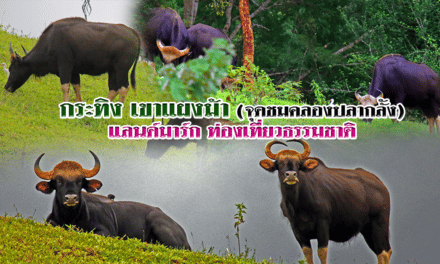กระทิง เขาแผงม้า (จุดชมคลองปลากลั้ง) แลนด์มาร์ก ท่องเที่ยวธรรมชาติ