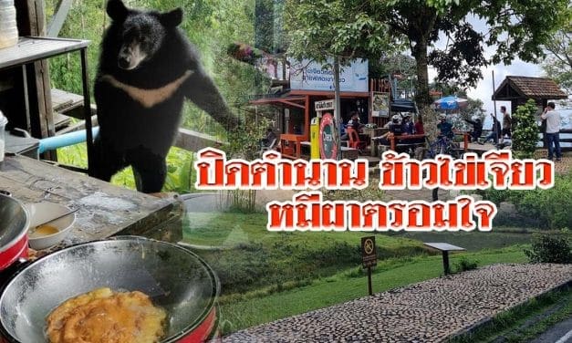 ปิดตำนาน ข้าวไข่เจียว หมีผาตรอมใจ