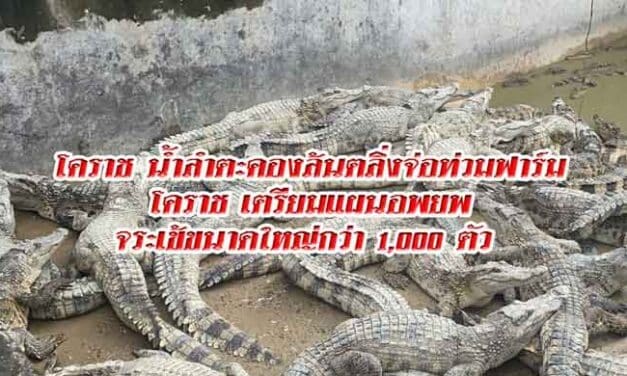 โคราช เตรียมแผน อพยพ จระเข้ ขนาดใหญ่กว่า 1,000 ตัว หลังน้ำลำตะคองล้นตลิ่งจ่อท่วมฟาร์ม