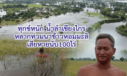 ทุกข์หนัก น้ำลำเชียงไกรหลากท่วมนาข้าวหอมมะลิเสียหายนับ 100 ไร่