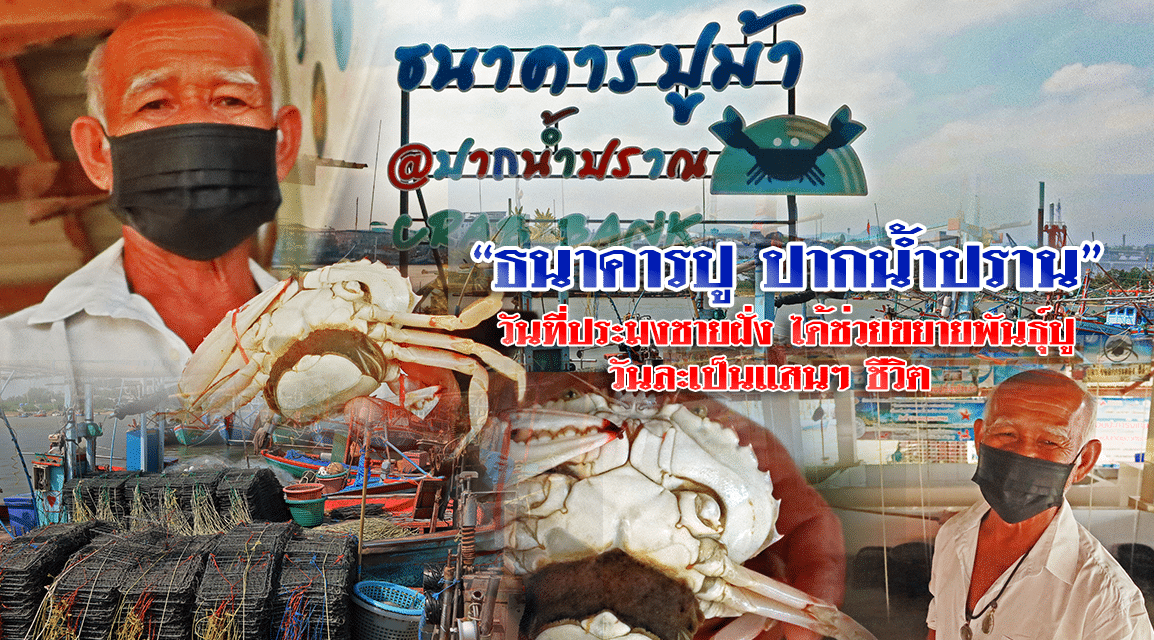 “ธนาคารปู ปากน้ำปราน” วันที่ประมงชายฝั่ง ได้ช่วยขยายพันธุ์ปู วันละเป็นแสนๆ ชีวิต