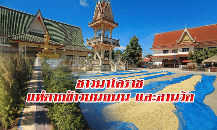 ชาวนาโคราช แห่ตากข้าว บนถนนและลานวัด