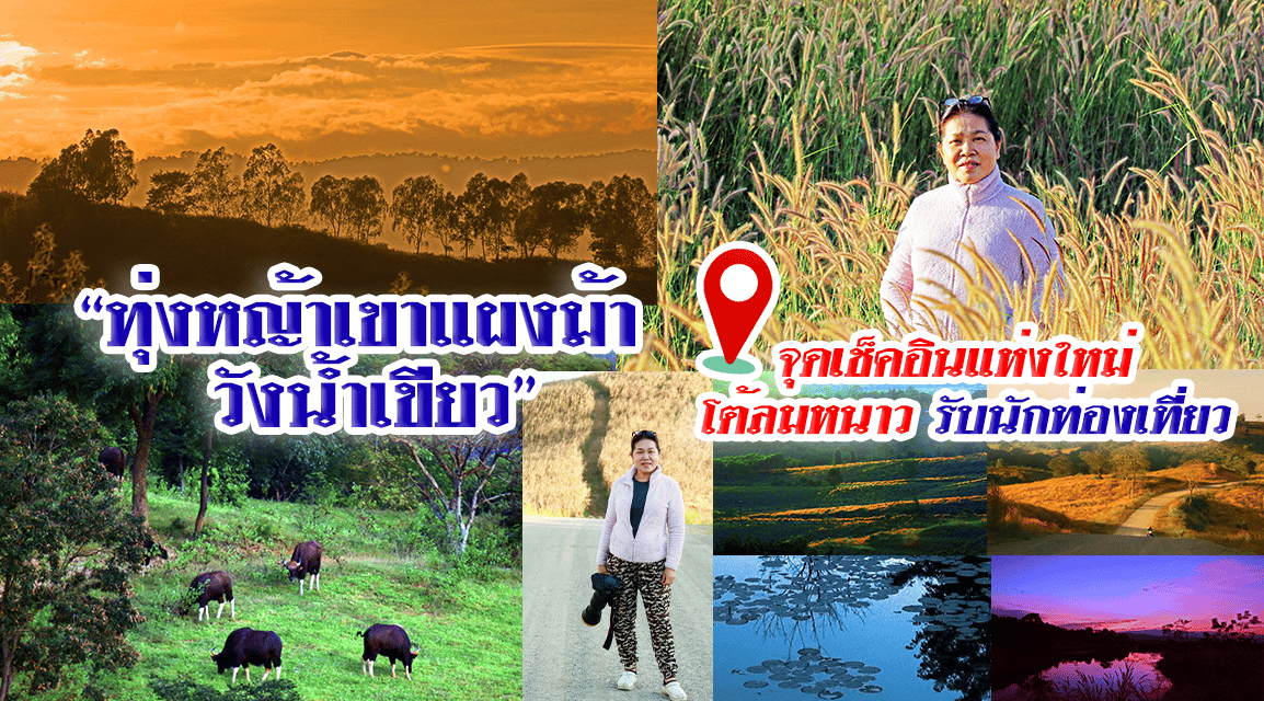 “ทุ่งหญ้าเขาแผงม้า วังน้ำเขียว” จุดเช็คอินแห่งใหม่ โต้ลมหนาวรับนักท่องเที่ยว