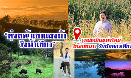 “ทุ่งหญ้าเขาแผงม้า วังน้ำเขียว” จุดเช็คอินแห่งใหม่ โต้ลมหนาวรับนักท่องเที่ยว