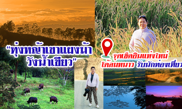 “ทุ่งหญ้าเขาแผงม้า วังน้ำเขียว” จุดเช็คอินแห่งใหม่ โต้ลมหนาวรับนักท่องเที่ยว