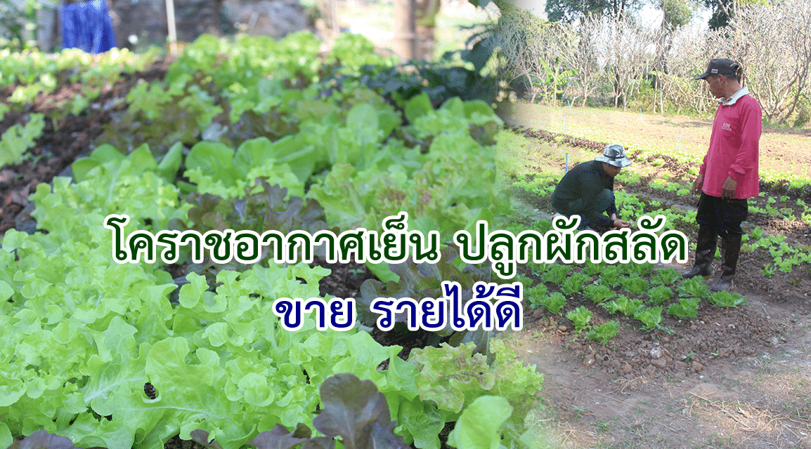 โคราชอากาศเย็น ปลูกผักสลัดขาย รายได้ดี