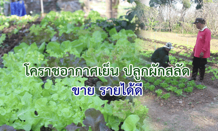 โคราชอากาศเย็น ปลูกผักสลัดขาย รายได้ดี