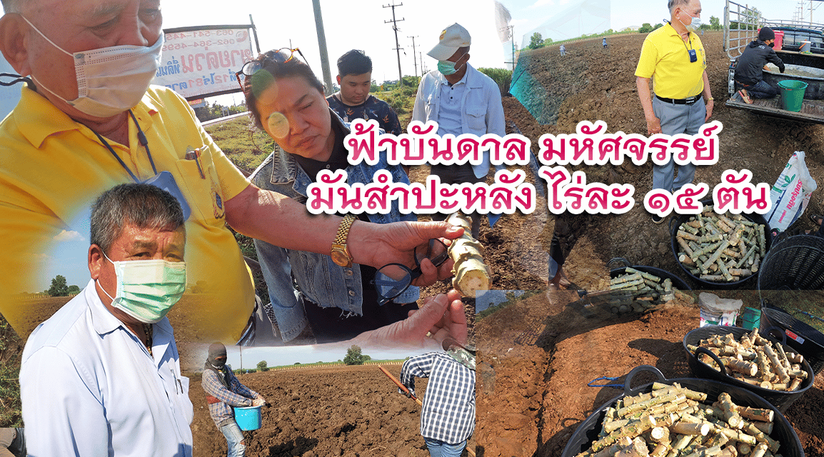 ฟ้าบันดาล มหัศจรรย์  มันสําปะหลัง ไร่ละ 15 ตัน