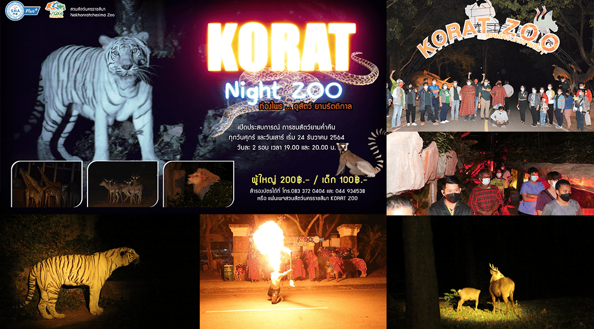 สวนสัตว์นครราชสีมา เปิดมิติใหม่แห่งการเที่ยวชม ท่องไพร Night Zoo ดูสัตว์ยามรัตติกาล