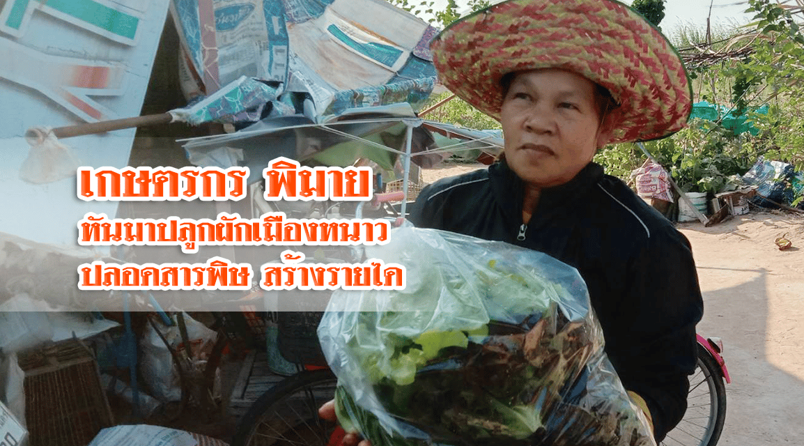 เกษตรกรอำเภอพิมาย ปลูกผักเมืองหนาวปลอดสารพิษขายสร้างรายได้