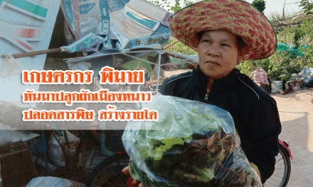เกษตรกรอำเภอพิมาย ปลูกผักเมืองหนาวปลอดสารพิษขายสร้างรายได้