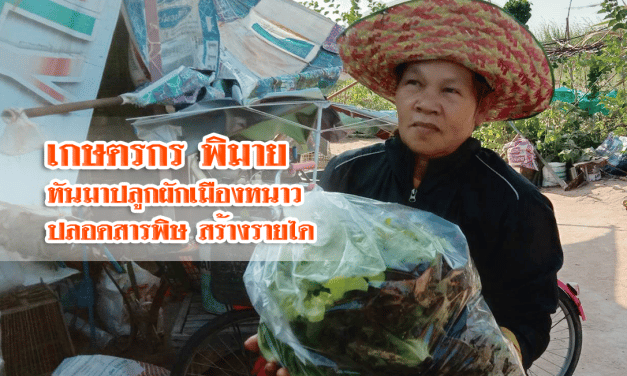 เกษตรกรอำเภอพิมาย ปลูกผักเมืองหนาวปลอดสารพิษขายสร้างรายได้