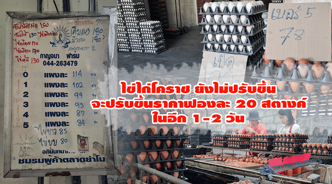 ร้านขายส่งไข่ไก่โคราช ยังไม่ปรับขึ้นราคา จะปรับขึ้นราคาฟองละ 20 สตางค์ในอีก 1-2 วัน