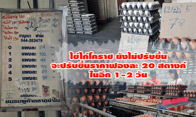 ร้านขายส่งไข่ไก่โคราช ยังไม่ปรับขึ้นราคา จะปรับขึ้นราคาฟองละ 20 สตางค์ในอีก 1-2 วัน