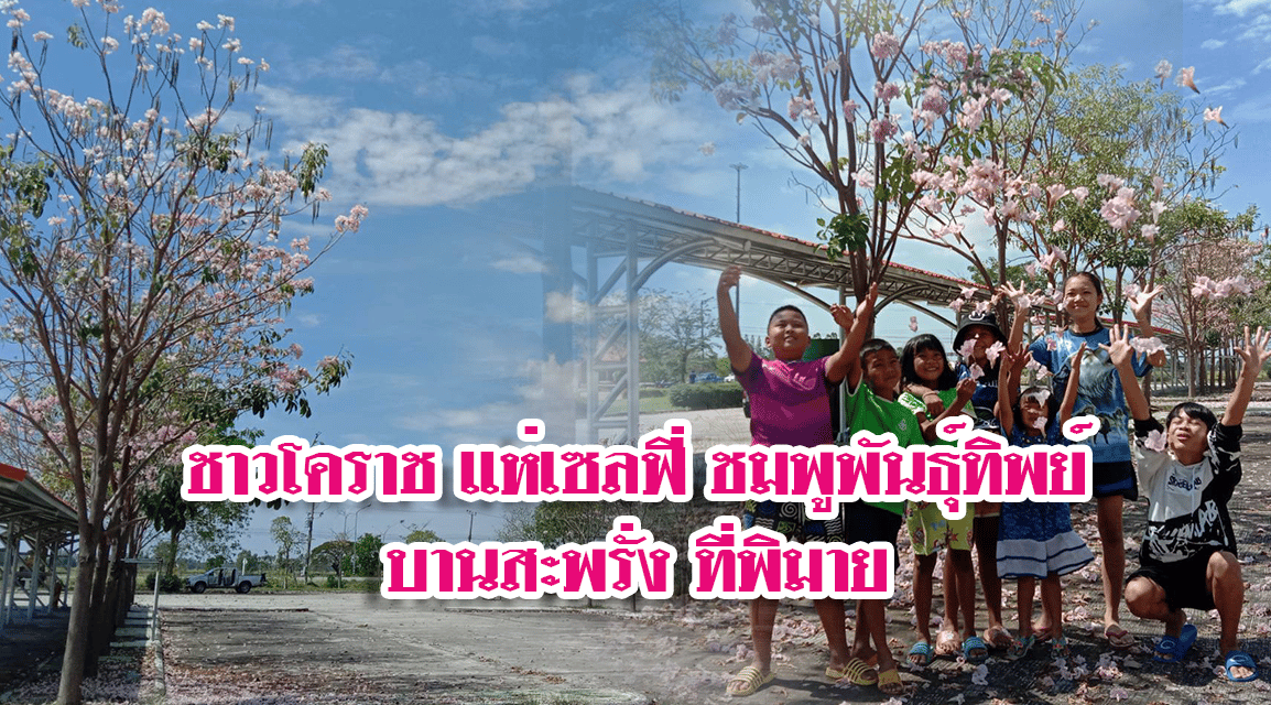 ชาวโคราช แห่เซลฟี่เก็บภาพชมพูพันธุ์ทิพย์บานสะพรั่ง ที่พิมาย