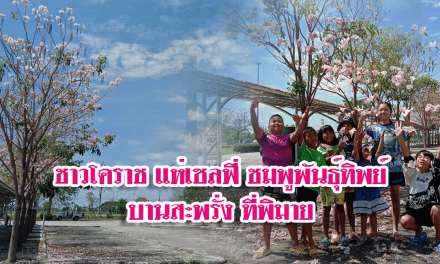 ชาวโคราช แห่เซลฟี่เก็บภาพชมพูพันธุ์ทิพย์บานสะพรั่ง ที่พิมาย