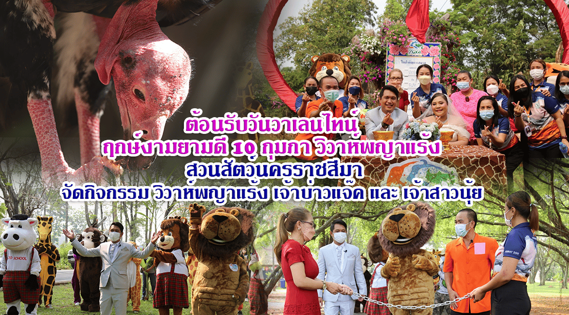 ต้อนรับวันวาเลนไทน์ ฤกษ์งามยามดี 10 กุมภา วิวาห์พญาแร้ง สวนสัตว์นครราชสีมา จัดกิจกรรม วิวาห์พญาแร้ง เจ้าบ่าวแจ๊ค และ เจ้าสาวนุ้ย