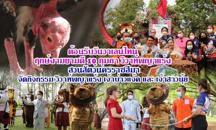 ต้อนรับวันวาเลนไทน์ ฤกษ์งามยามดี 10 กุมภา วิวาห์พญาแร้ง สวนสัตว์นครราชสีมา จัดกิจกรรม วิวาห์พญาแร้ง เจ้าบ่าวแจ๊ค และ เจ้าสาวนุ้ย