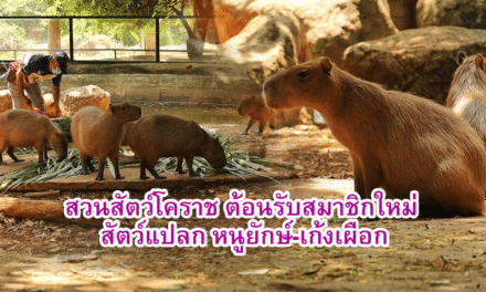 สวนสัตว์โคราช ต้อนรับสมาชิกใหม่ สัตว์แปลก หนูยักษ์-เก้งเผือก