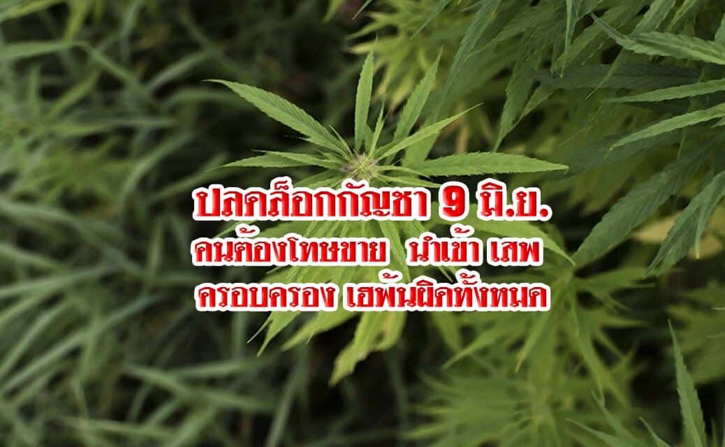 ปลดล็อกกัญชา 9 มิ.ย. คนต้องโทษขาย นำเข้า เสพ ครอบครอง เฮพ้นผิดทั้งหมด