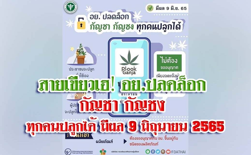 สายเขียวเฮ‼️ อย.ปลดล็อก กัญชา กัญชง ทุกคนปลูกได้ มีผล 9 มิถุนายน 2565