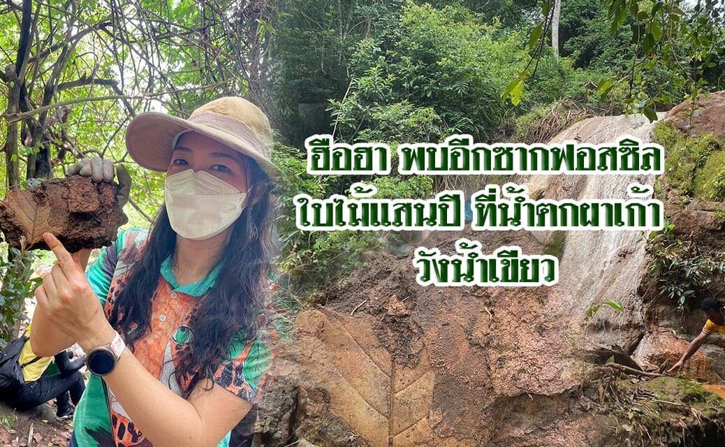 ฮือฮา…พบอีกซากฟอสซิลใบไม้แสนปี ที่น้ำตกผาเก้า วังน้ำเขียว