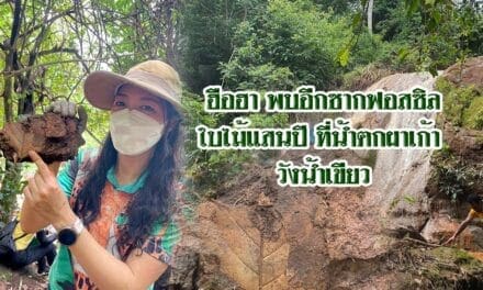 ฮือฮา…พบอีกซากฟอสซิลใบไม้แสนปี ที่น้ำตกผาเก้า วังน้ำเขียว