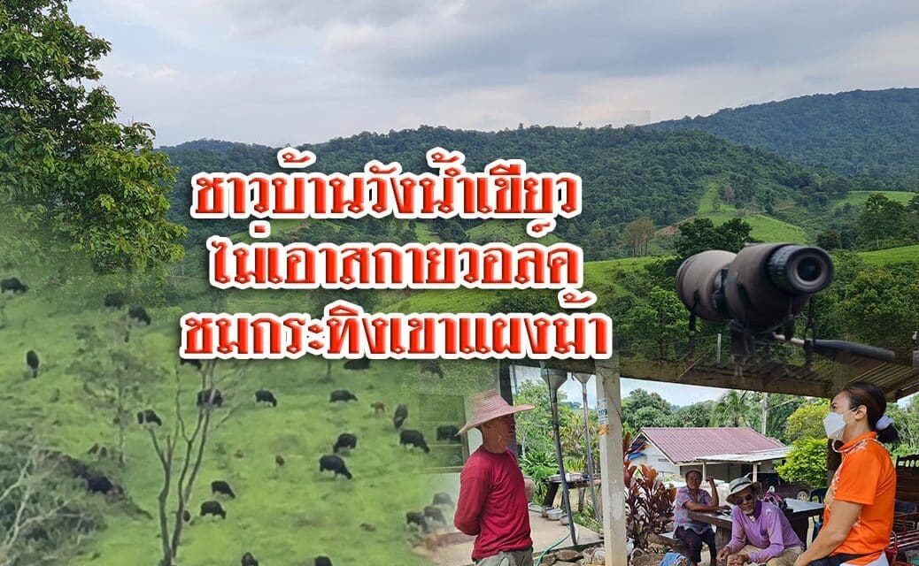 ชาวบ้านวังน้ำเขียว ไม่เอาสกายวอล์คชมกระทิงเขาแผงม้า