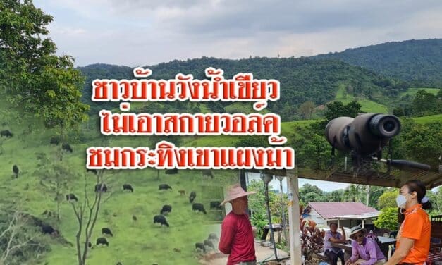 ชาวบ้านวังน้ำเขียว ไม่เอาสกายวอล์คชมกระทิงเขาแผงม้า