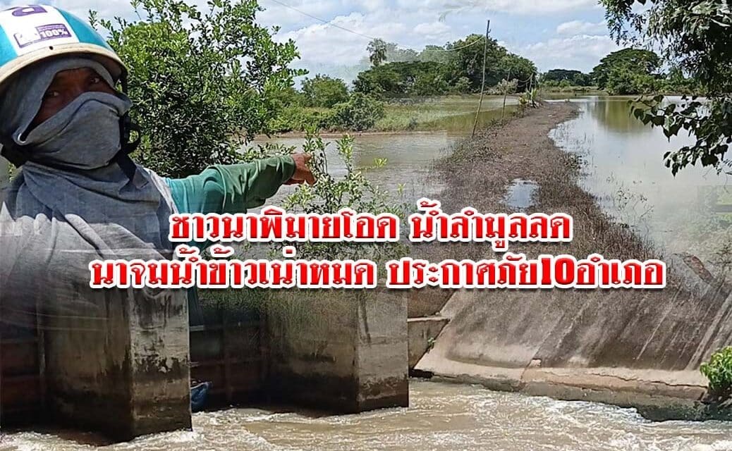 ชาวนาพิมายโอด น้ำลำมูลลด นาจมน้ำข้าวเน่าหมด ประกาศภัย 10 อำเภอ