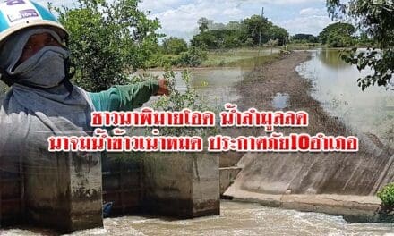 ชาวนาพิมายโอด น้ำลำมูลลด นาจมน้ำข้าวเน่าหมด ประกาศภัย 10 อำเภอ