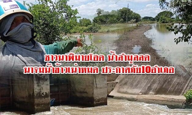 ชาวนาพิมายโอด น้ำลำมูลลด นาจมน้ำข้าวเน่าหมด ประกาศภัย 10 อำเภอ