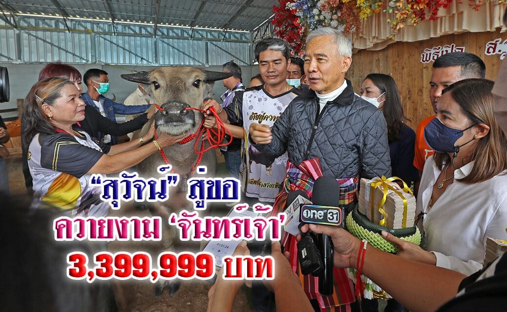 “สุวัจน์” สู่ขอควายงาม จันทร์เจ้า 3,399,999 บาท