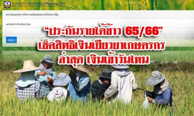 “ประกันรายได้ข้าว 65/66” เช็คสิทธิเงินเยียวยาเกษตรกร ล่าสุด เงินเข้าวันไหน