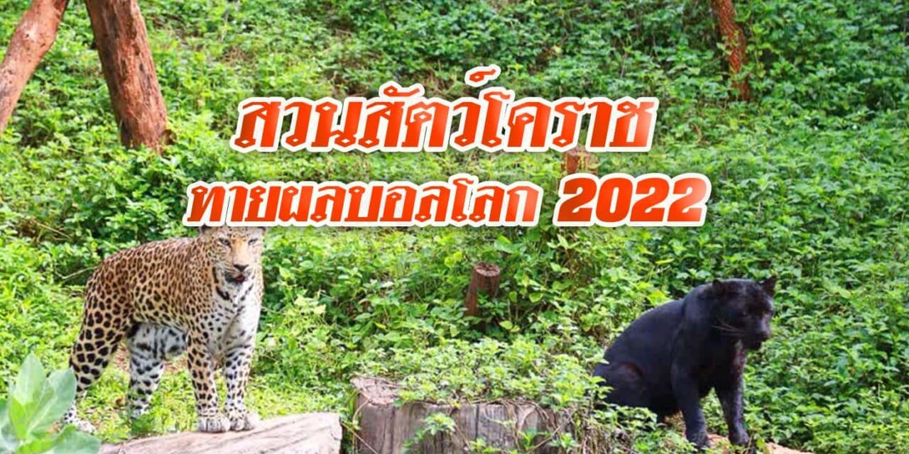 สวนสัตว์โคราชจัดกิจกรรมทายผลการแข่งขันบอลโลก 2022 ประเดิม คู่แรกเปิดสนาม คืนนี้ 20 พ.ย.65