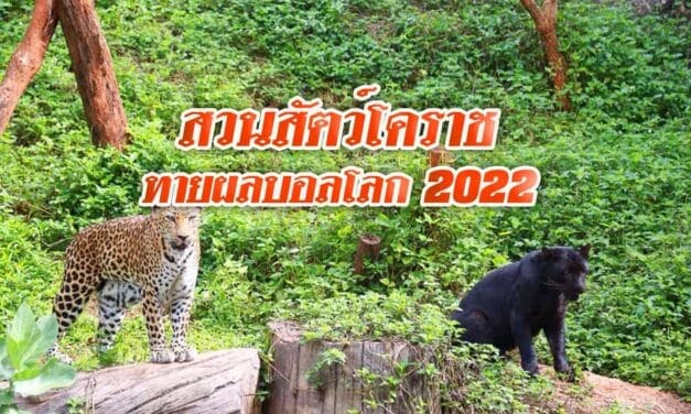 สวนสัตว์โคราชจัดกิจกรรมทายผลการแข่งขันบอลโลก 2022 ประเดิม คู่แรกเปิดสนาม คืนนี้ 20 พ.ย.65
