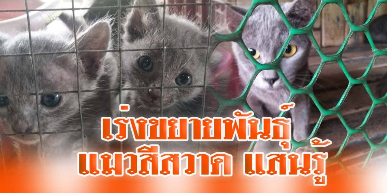 เร่งขยาย พันธุ์แมวสีสวาด แสนรู้