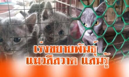 เร่งขยาย พันธุ์แมวสีสวาด แสนรู้