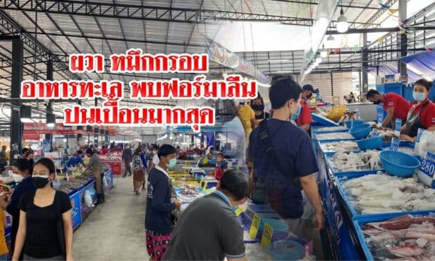 ผวา หมึกกรอบ อาหารทะเลพบฟอร์มาลีนปนเปื้อนมากสุด