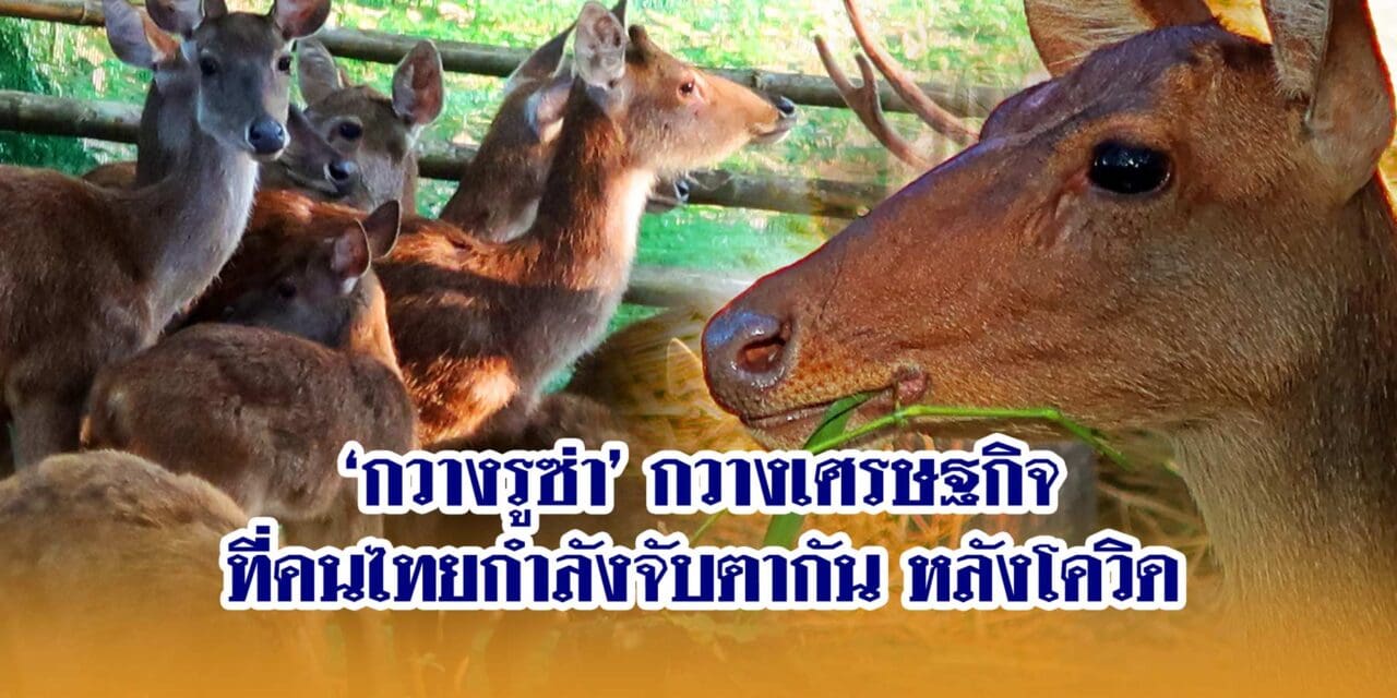 ‘กวางรูซ่า’ กวางเศรษฐกิจที่คนไทยกำลังจับตากัน หลังโควิด