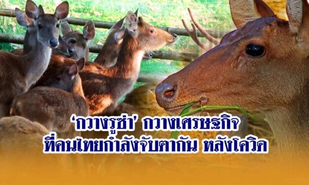‘กวางรูซ่า’ กวางเศรษฐกิจที่คนไทยกำลังจับตากัน หลังโควิด