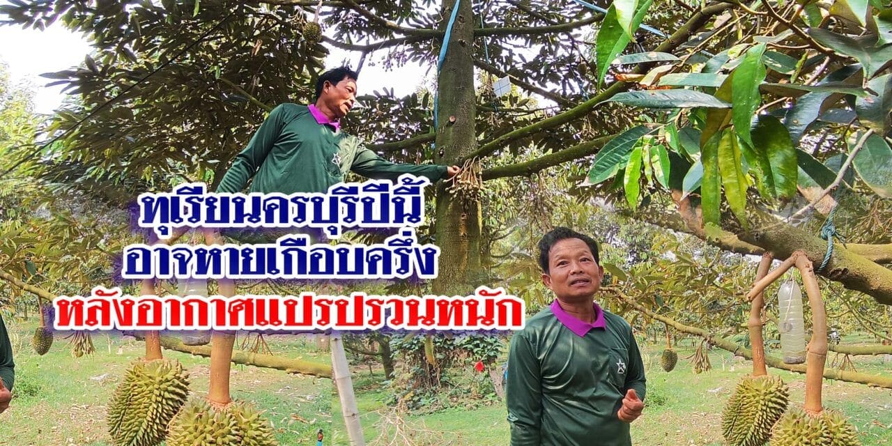 เกษตรกรคาดการณ์ทุเรียนครบุรีปีนี้ อาจหายไปเกือบครึ่ง หลังอากาศแปรปรวนหนัก